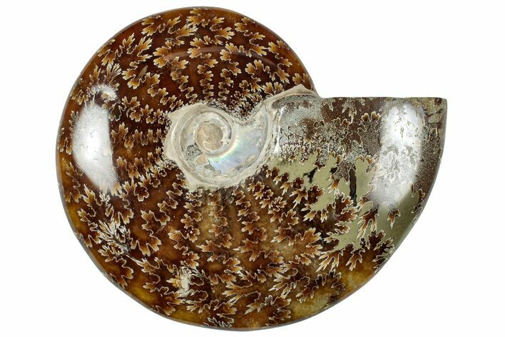 Polished Cretaceous Ammonite (Cleoniceras) Fossil - Madagascar #312205